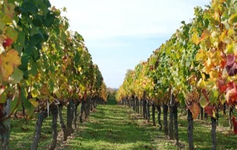 Ramoneur Lalande-de-Pomerol